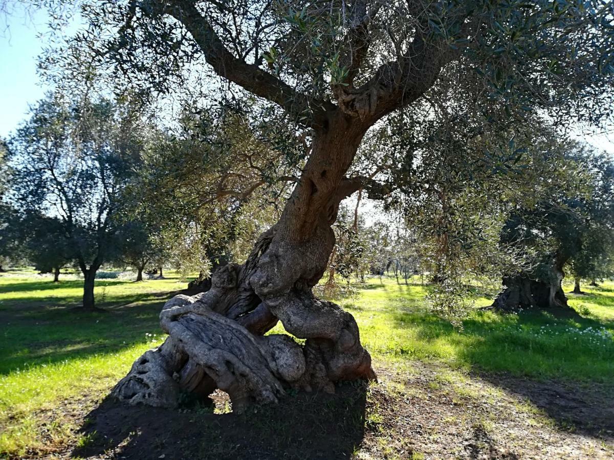 Trullo Alessandro E Villa Raffaela San Vito dei Normanni Buitenkant foto